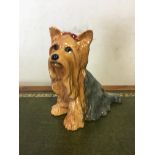 Large beswick Yorkshire Terrier