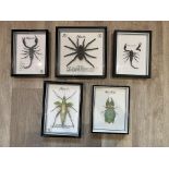 Five Taxidermy Insect Specimens