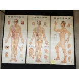 Three Chinese acupuncture posters, H 107 cm x W57c