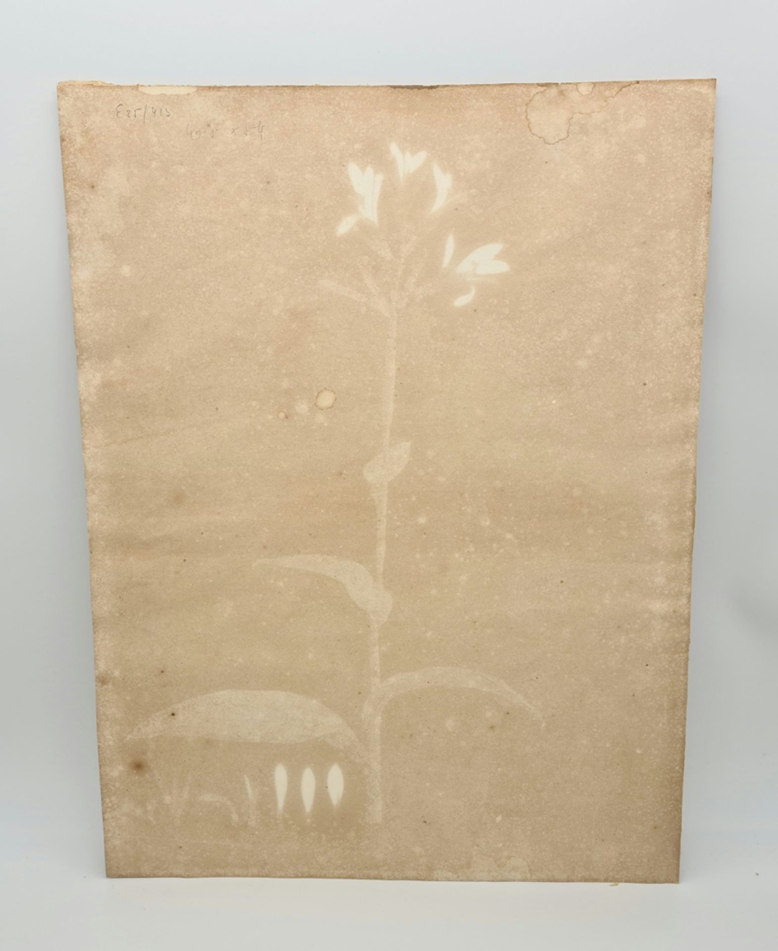 William Roscoe 1753-1831, canna indica, Lithographie handkoloriert , auf Papier - Image 2 of 2