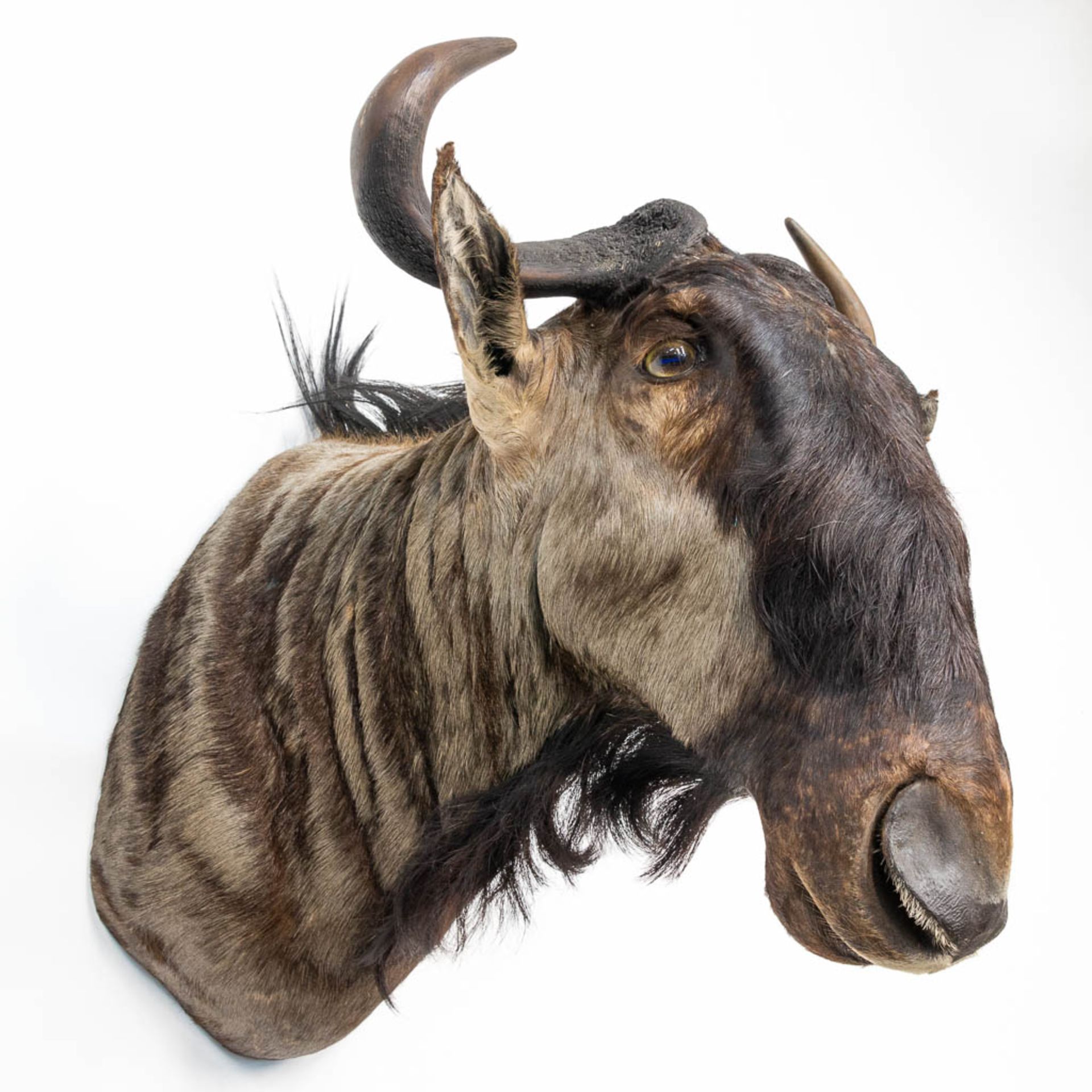 A taxidermy head of a wildebeast. - Image 5 of 9