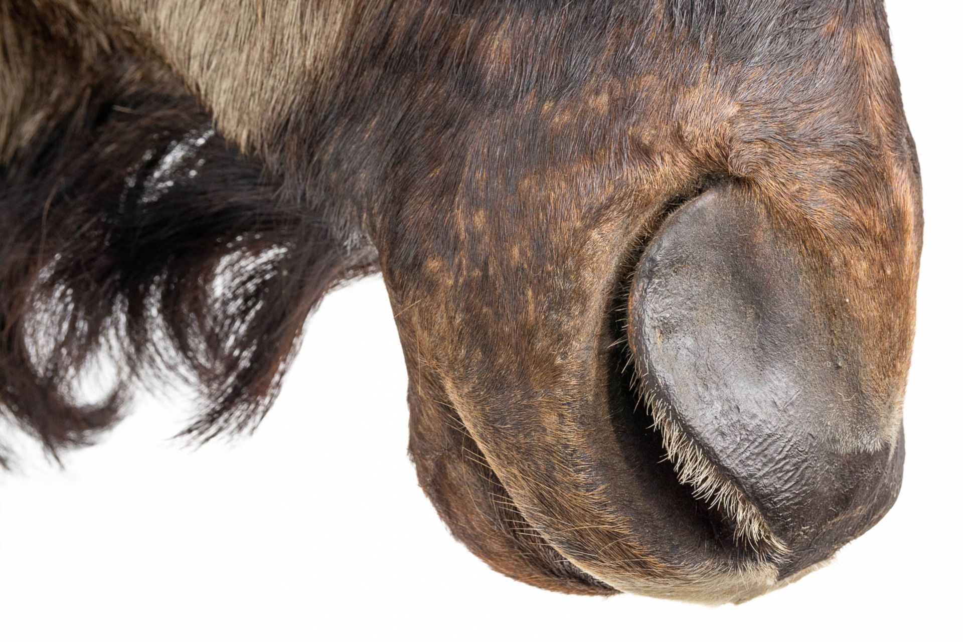 A taxidermy head of a wildebeast. - Image 6 of 9