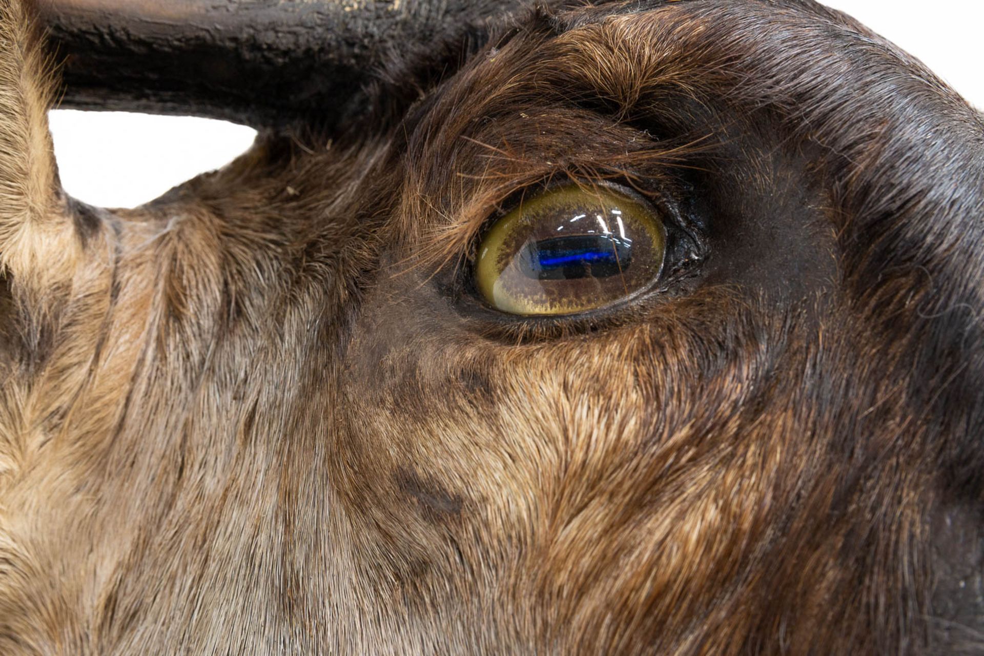 A taxidermy head of a wildebeast. - Image 7 of 9