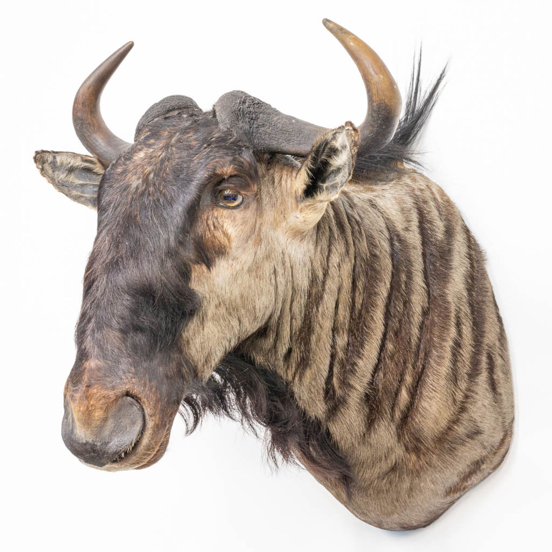 A taxidermy head of a wildebeast. - Image 4 of 9