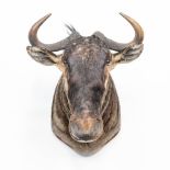 A taxidermy head of a wildebeast.