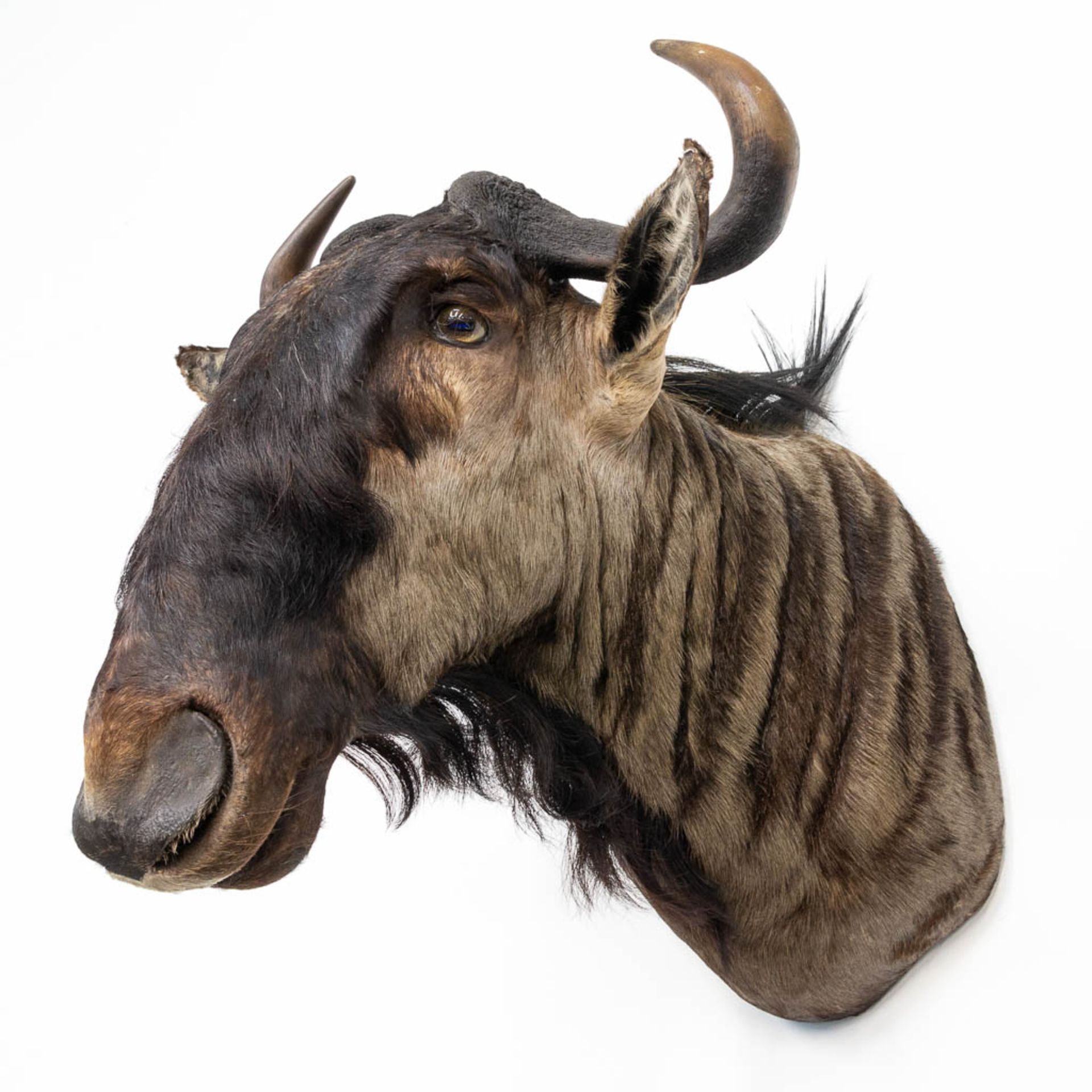 A taxidermy head of a wildebeast. - Image 3 of 9