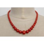 A red coral necklace with 14 karat gold buckle, with the largest bead measuring 15,8 mm