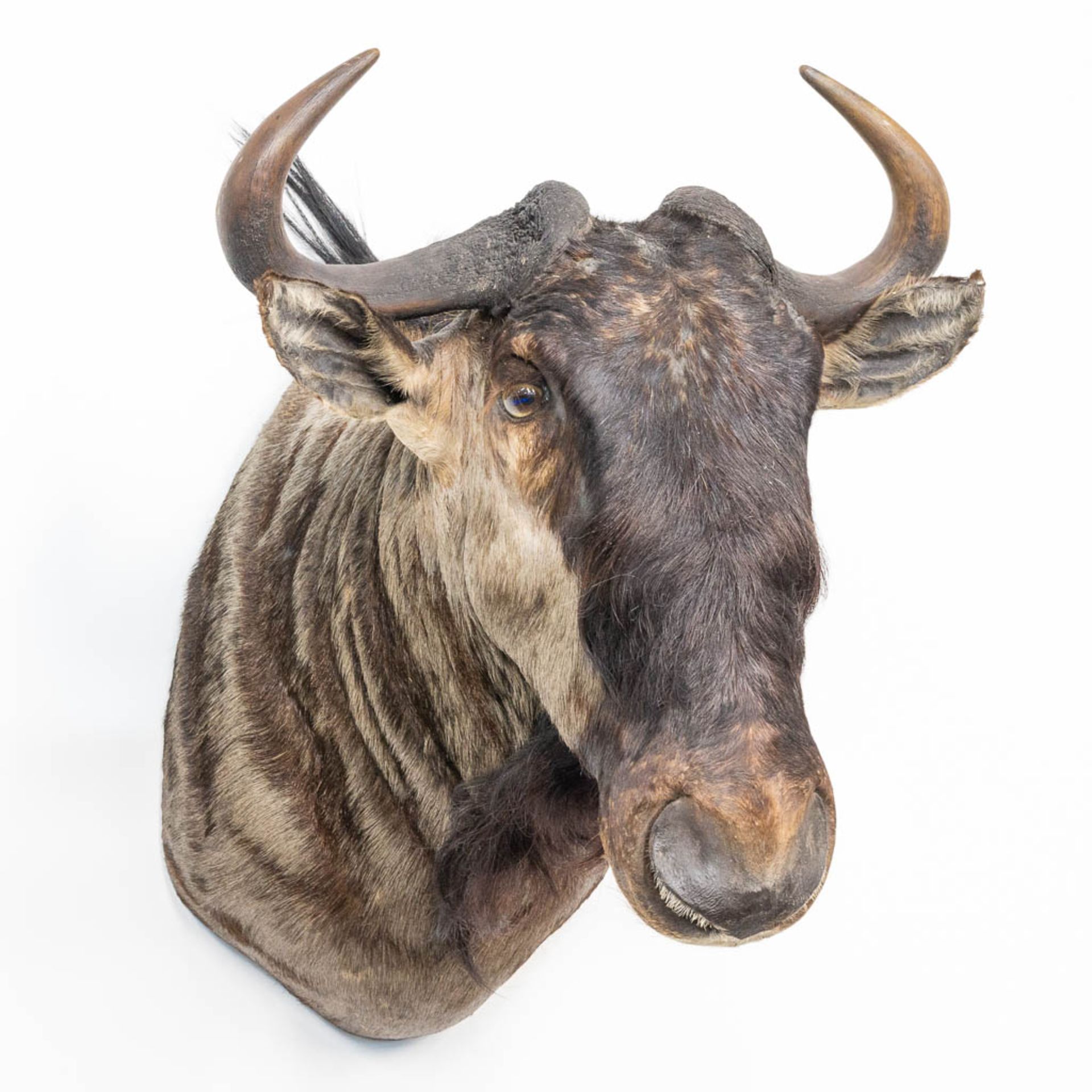 A taxidermy head of a wildebeast. - Image 2 of 9