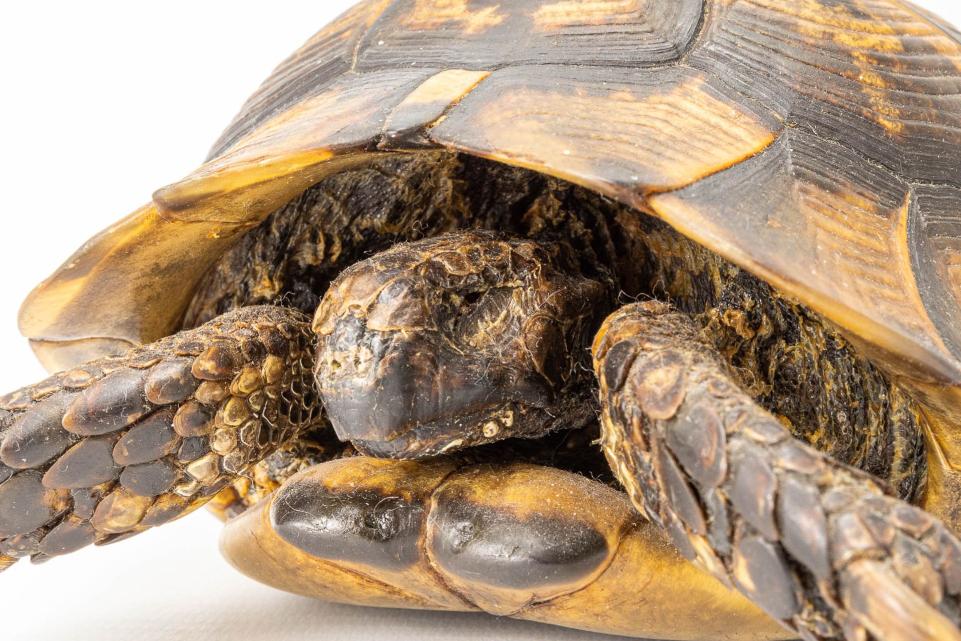 A vintage dried tortoise. - Image 11 of 11