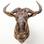 A taxidermy stuffed wildebeast head.