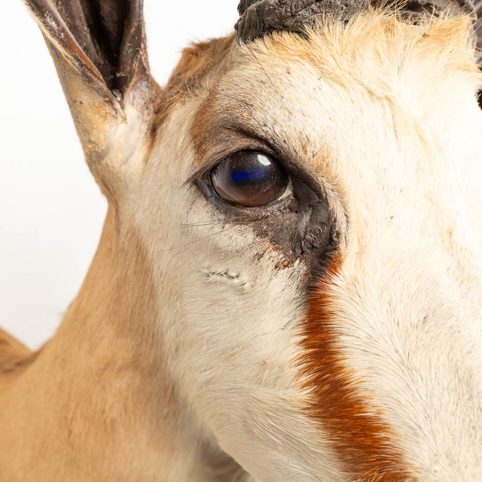 A collection of 3 taxidermies stuffed Blesbok and 2 Springbok, Antilope. - Image 14 of 20