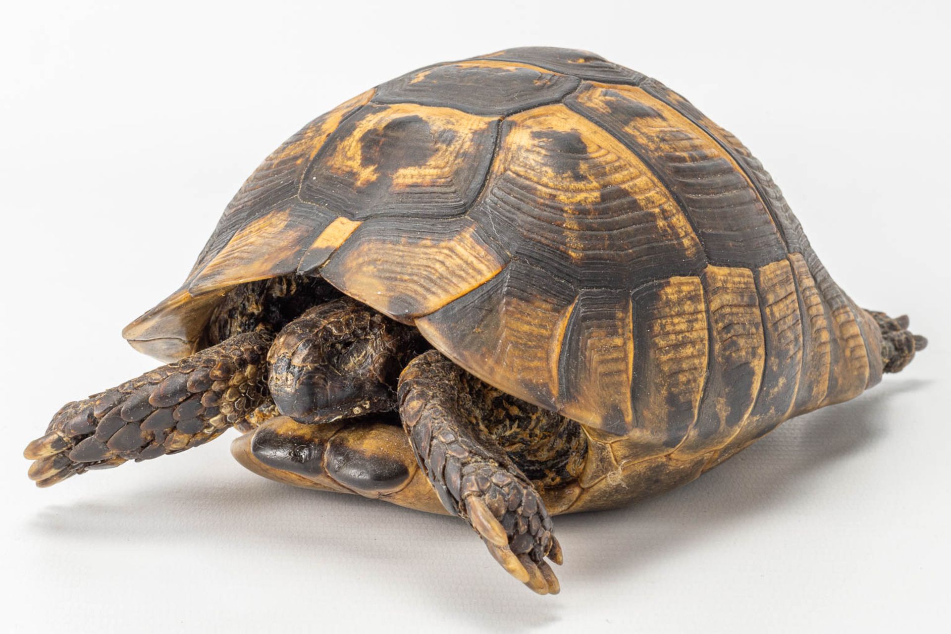 A vintage dried tortoise. - Image 4 of 11