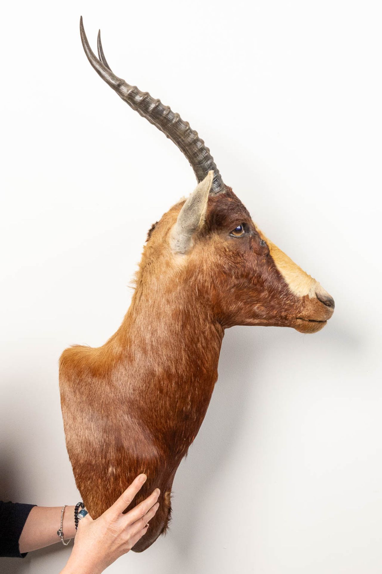 A collection of 3 taxidermies stuffed Blesbok and 2 Springbok, Antilope. - Image 7 of 20