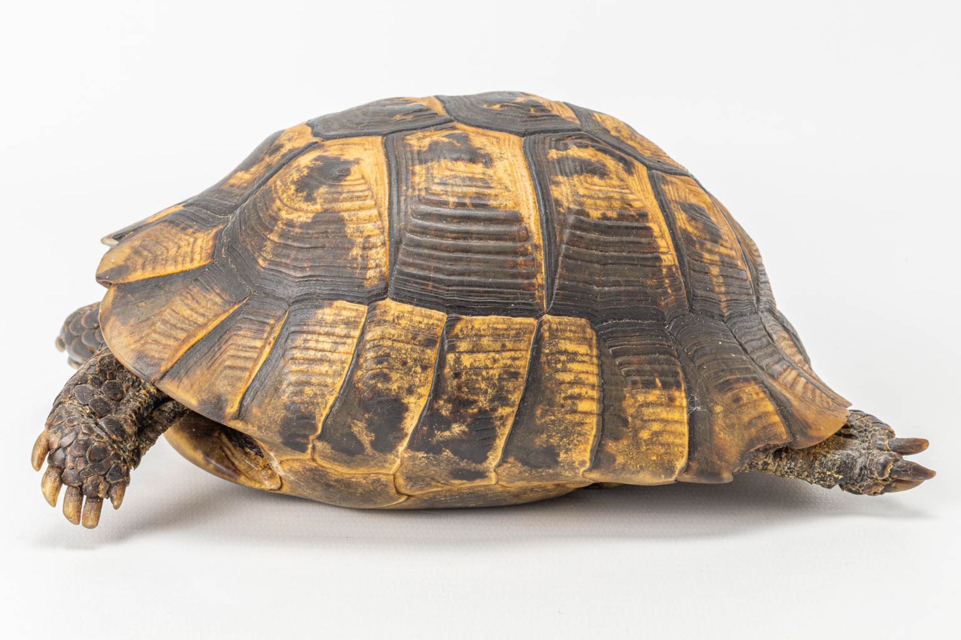 A vintage dried tortoise. - Image 7 of 11