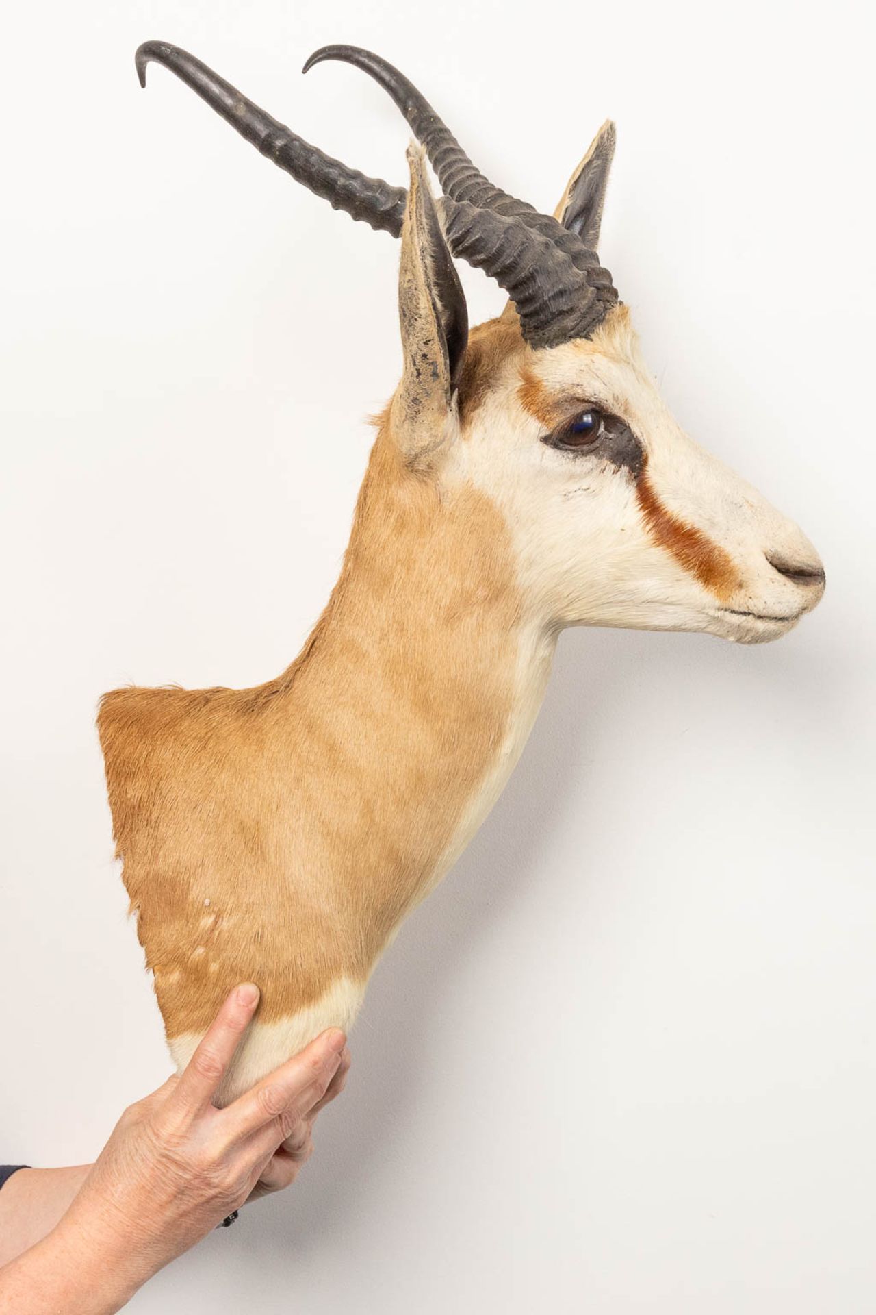 A collection of 3 taxidermies stuffed Blesbok and 2 Springbok, Antilope. - Image 8 of 20