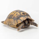 A vintage dried tortoise.