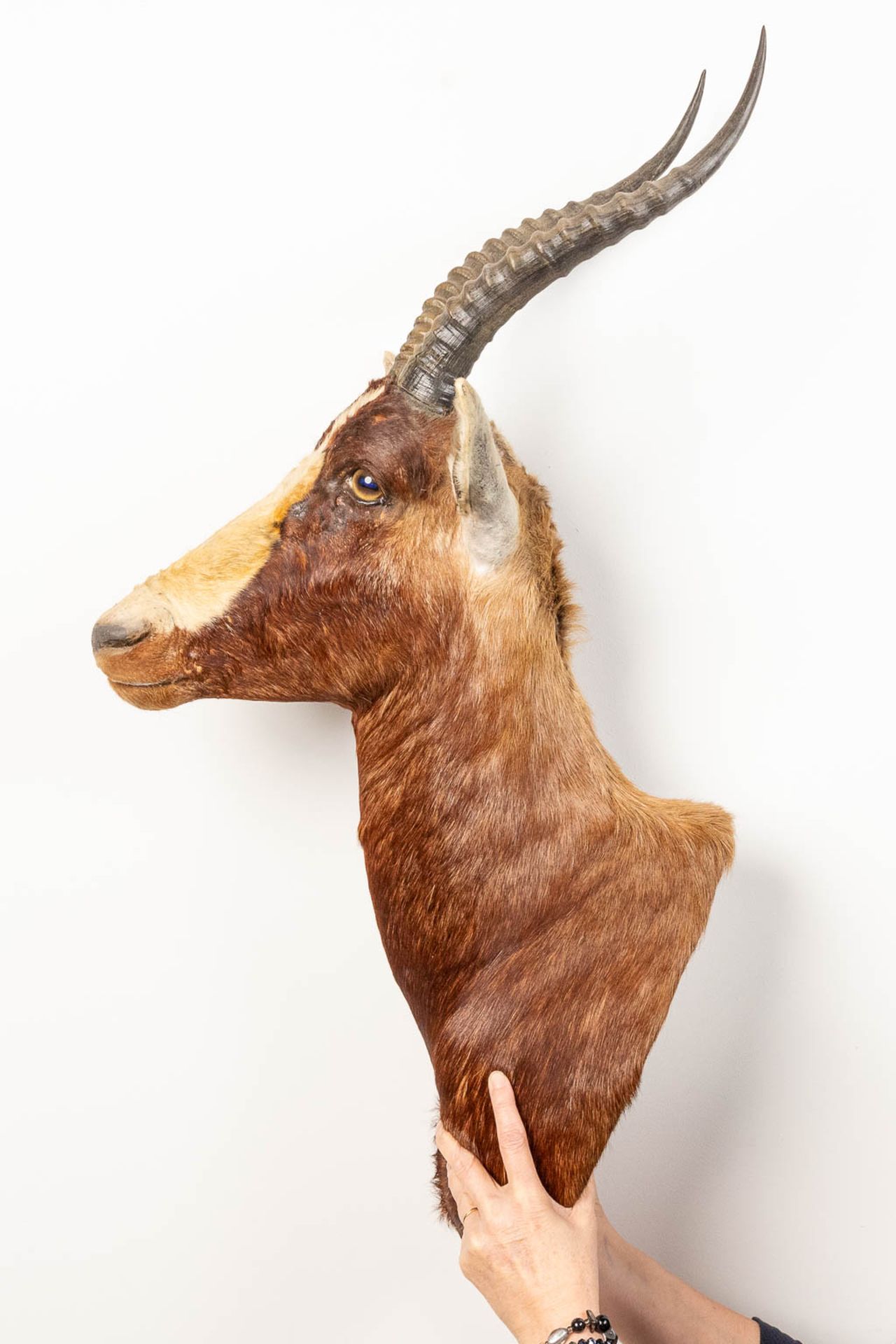 A collection of 3 taxidermies stuffed Blesbok and 2 Springbok, Antilope. - Image 11 of 20