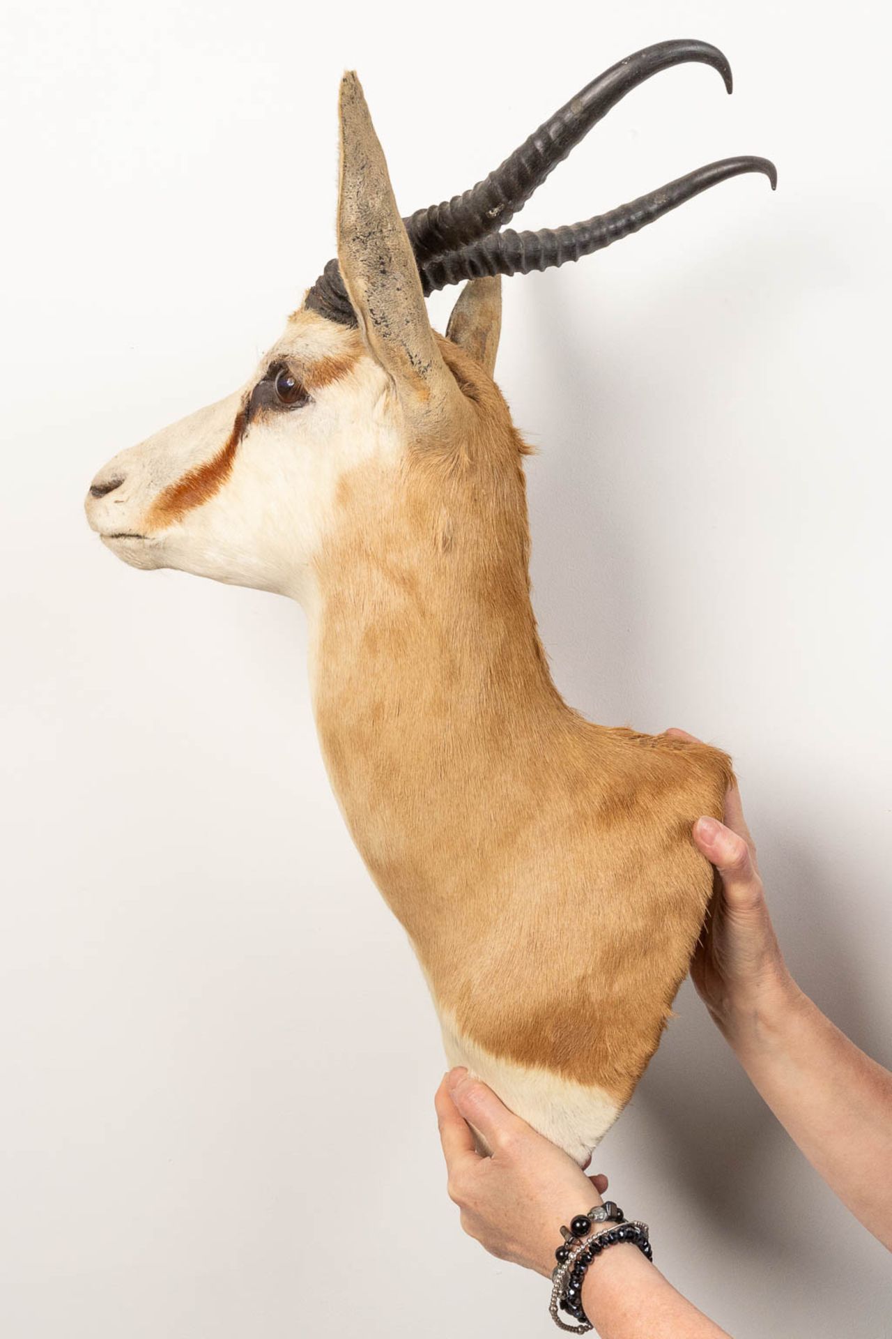 A collection of 3 taxidermies stuffed Blesbok and 2 Springbok, Antilope. - Image 9 of 20