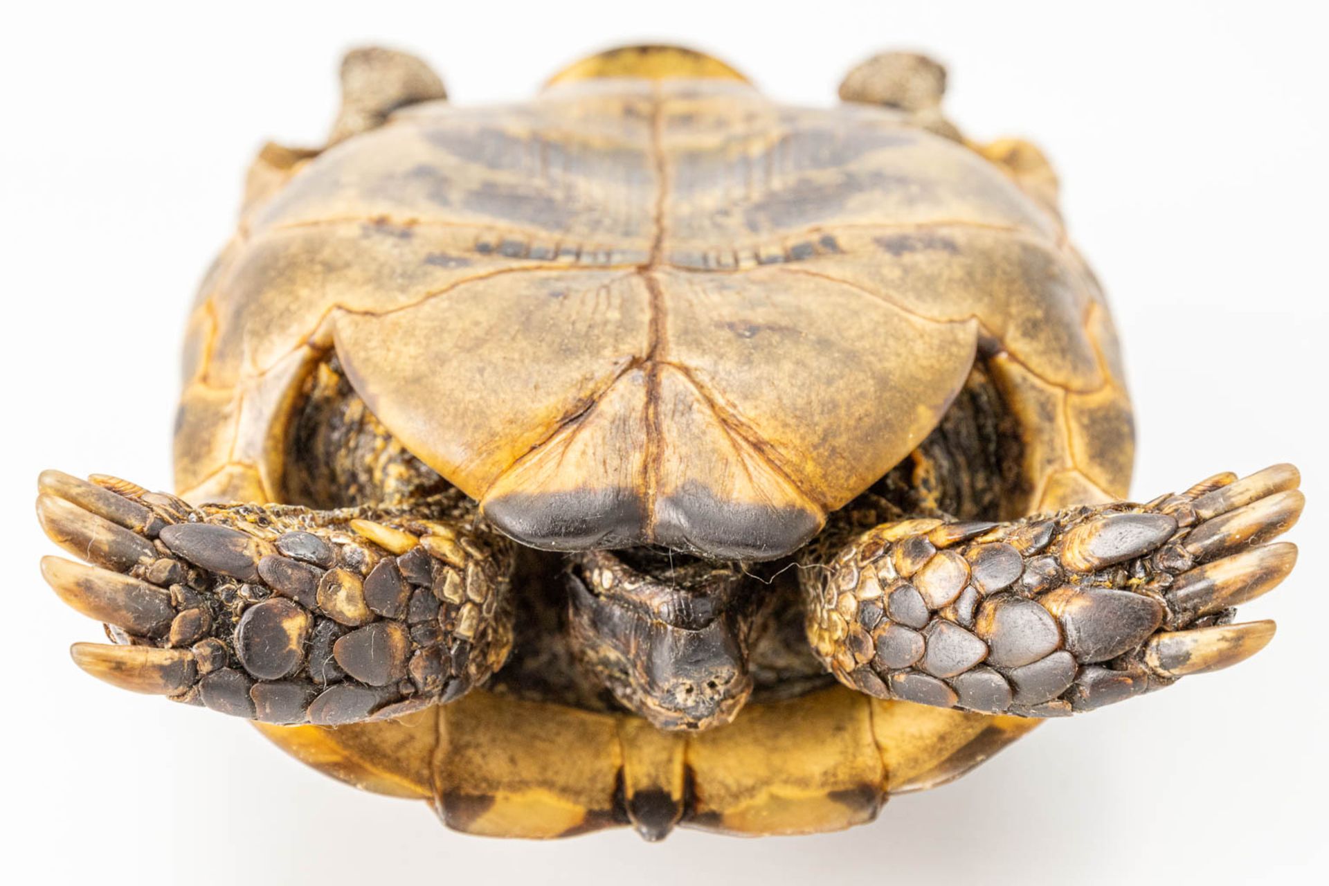 A vintage dried tortoise. - Image 6 of 11