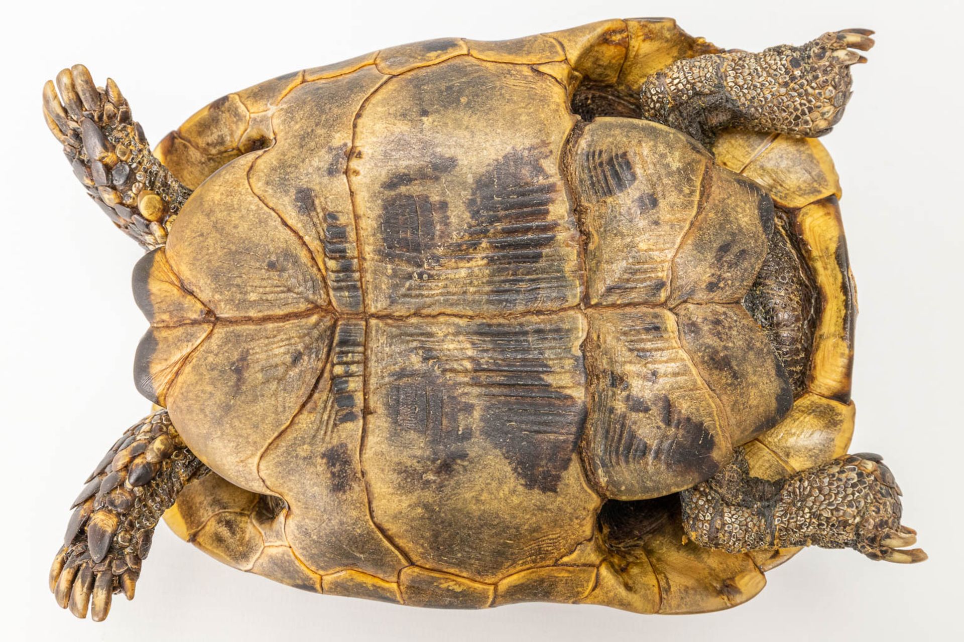 A vintage dried tortoise. - Image 10 of 11