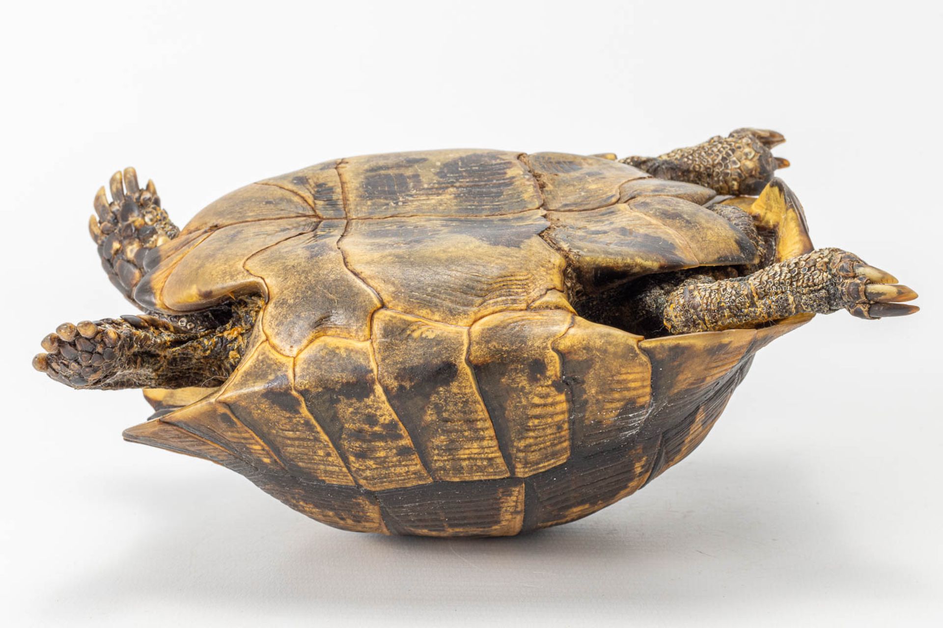 A vintage dried tortoise. - Image 5 of 11