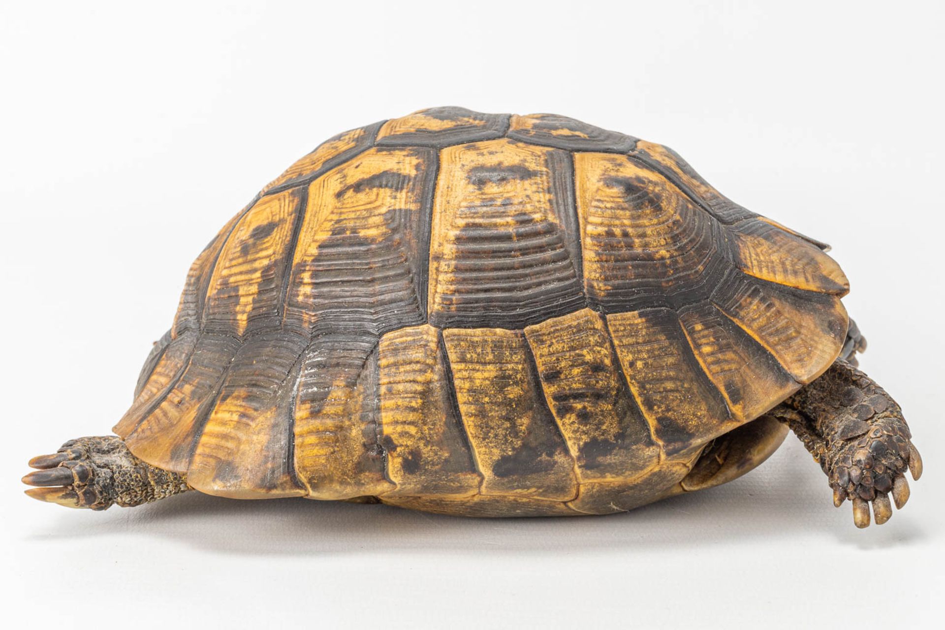 A vintage dried tortoise. - Image 9 of 11