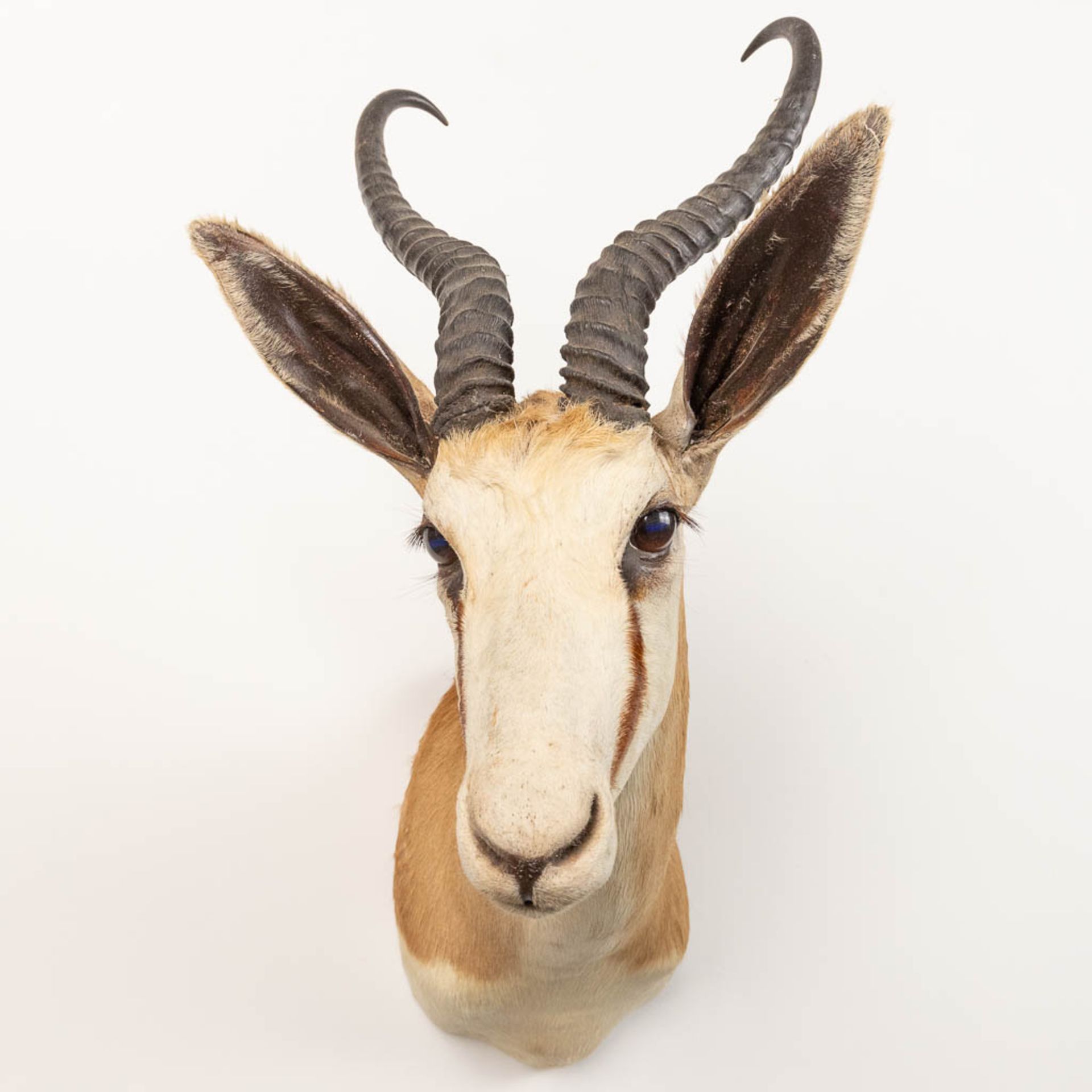 A collection of 3 taxidermies stuffed Blesbok and 2 Springbok, Antilope. - Image 3 of 20