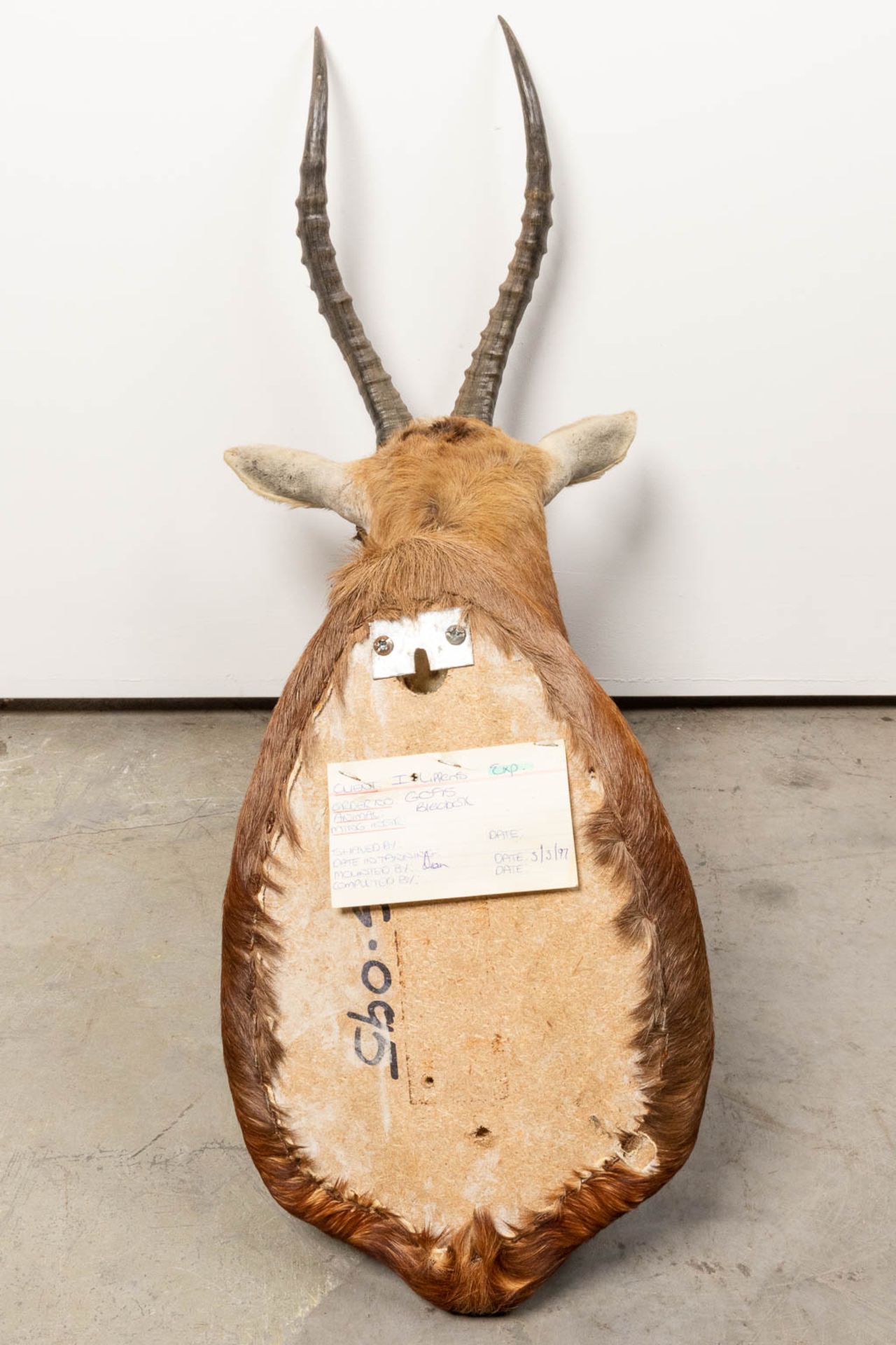 A collection of 3 taxidermies stuffed Blesbok and 2 Springbok, Antilope. - Image 15 of 20