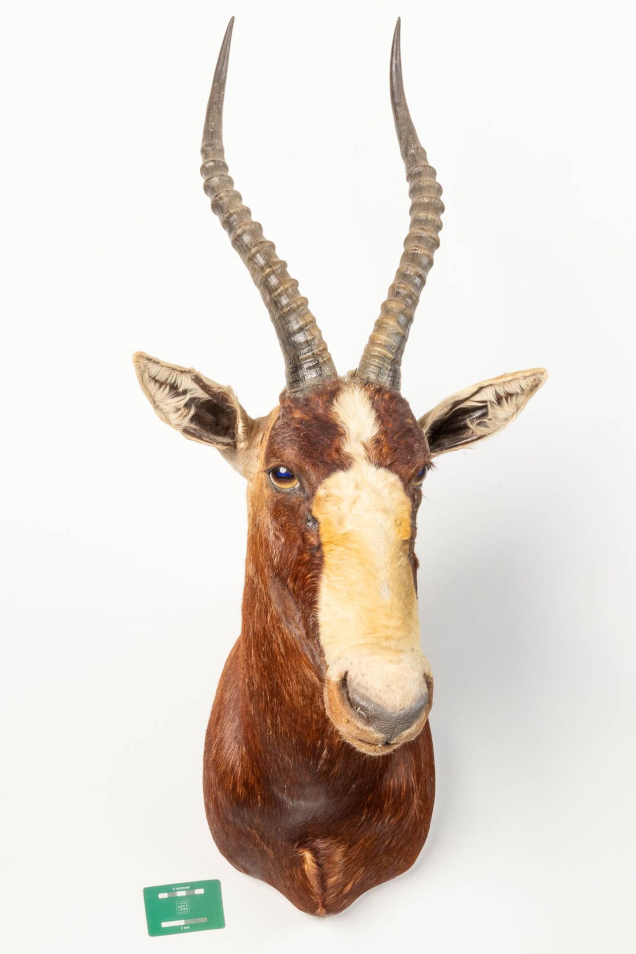 A collection of 3 taxidermies stuffed Blesbok and 2 Springbok, Antilope. - Image 4 of 20