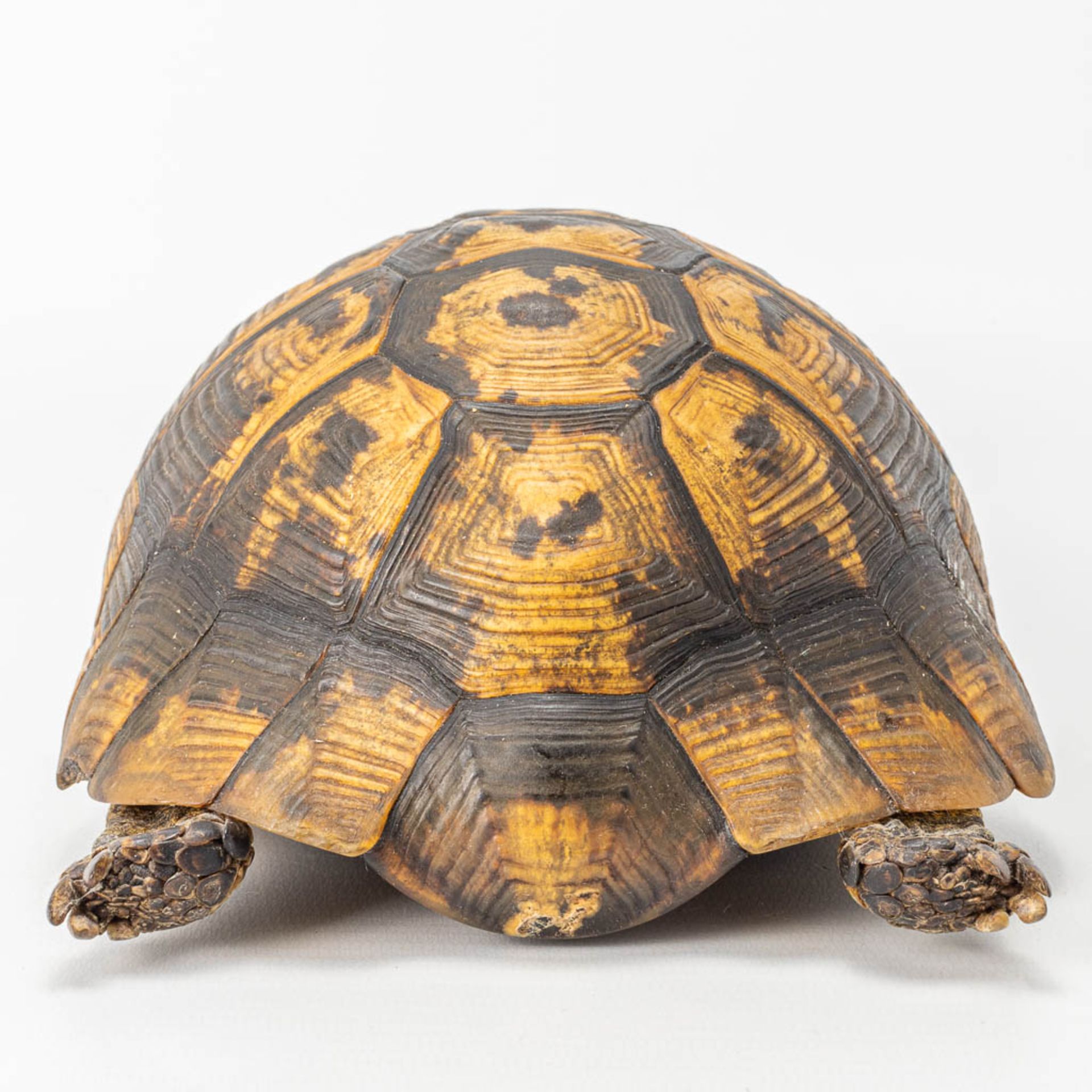 A vintage dried tortoise. - Image 3 of 11