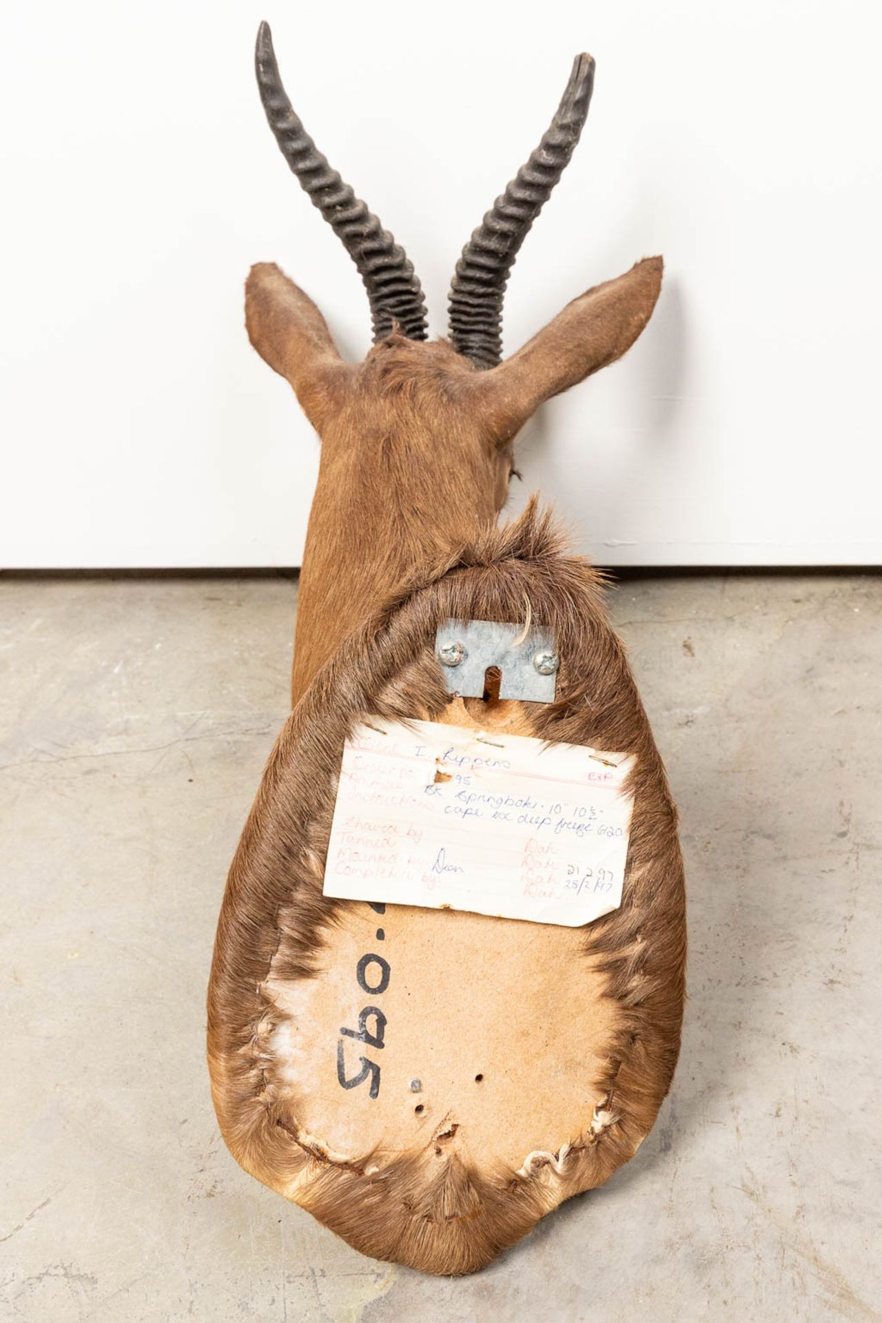 A collection of 3 taxidermies stuffed Blesbok and 2 Springbok, Antilope. - Image 18 of 20