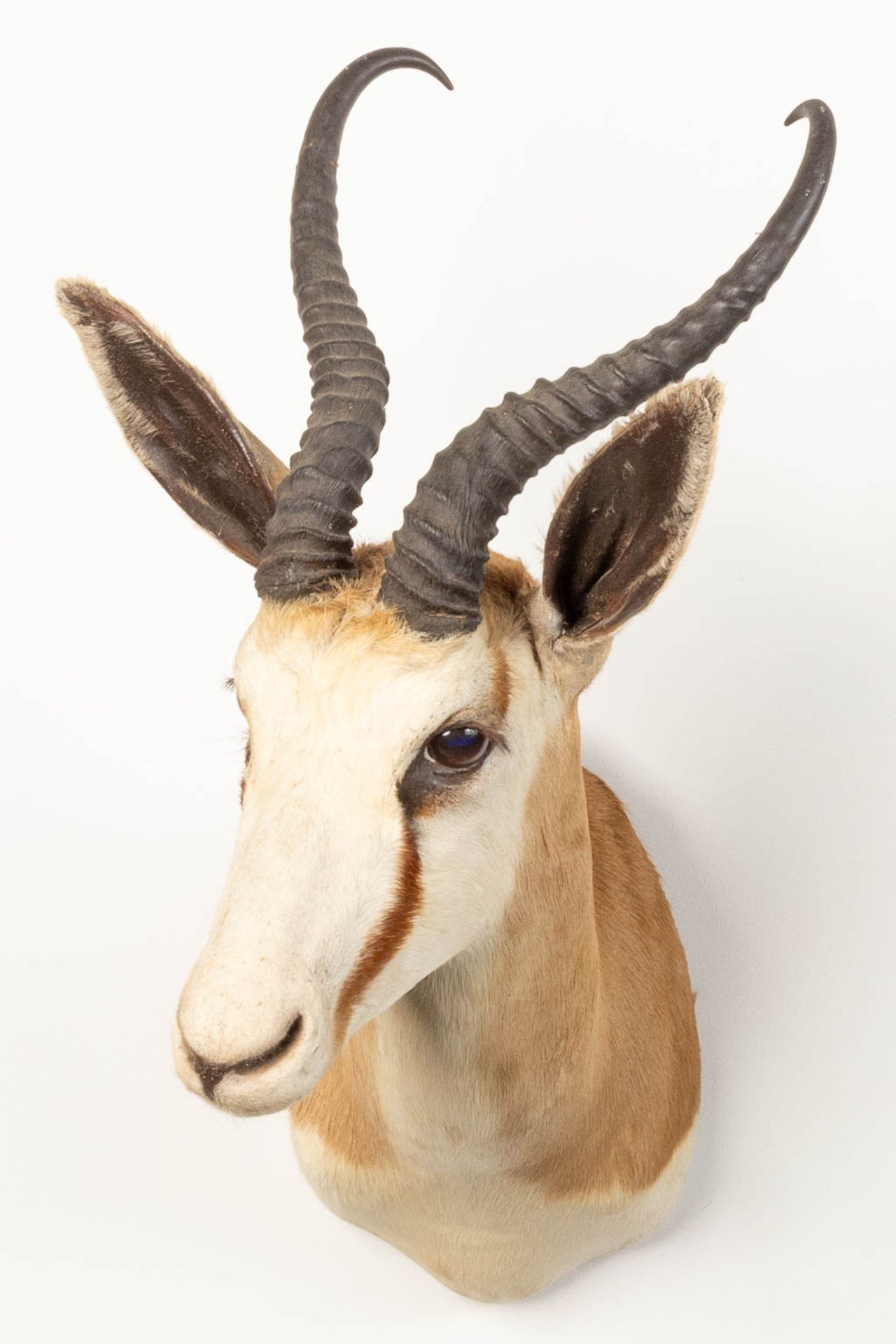 A collection of 3 taxidermies stuffed Blesbok and 2 Springbok, Antilope. - Image 6 of 20