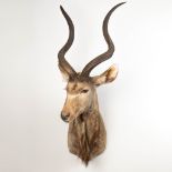 A taxidermy stuffed Kudu head.