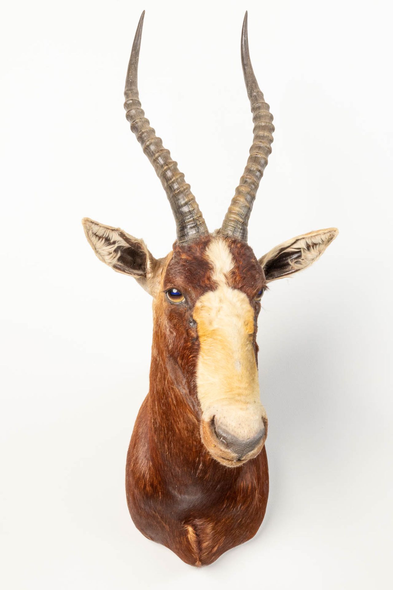 A collection of 3 taxidermies stuffed Blesbok and 2 Springbok, Antilope. - Image 2 of 20