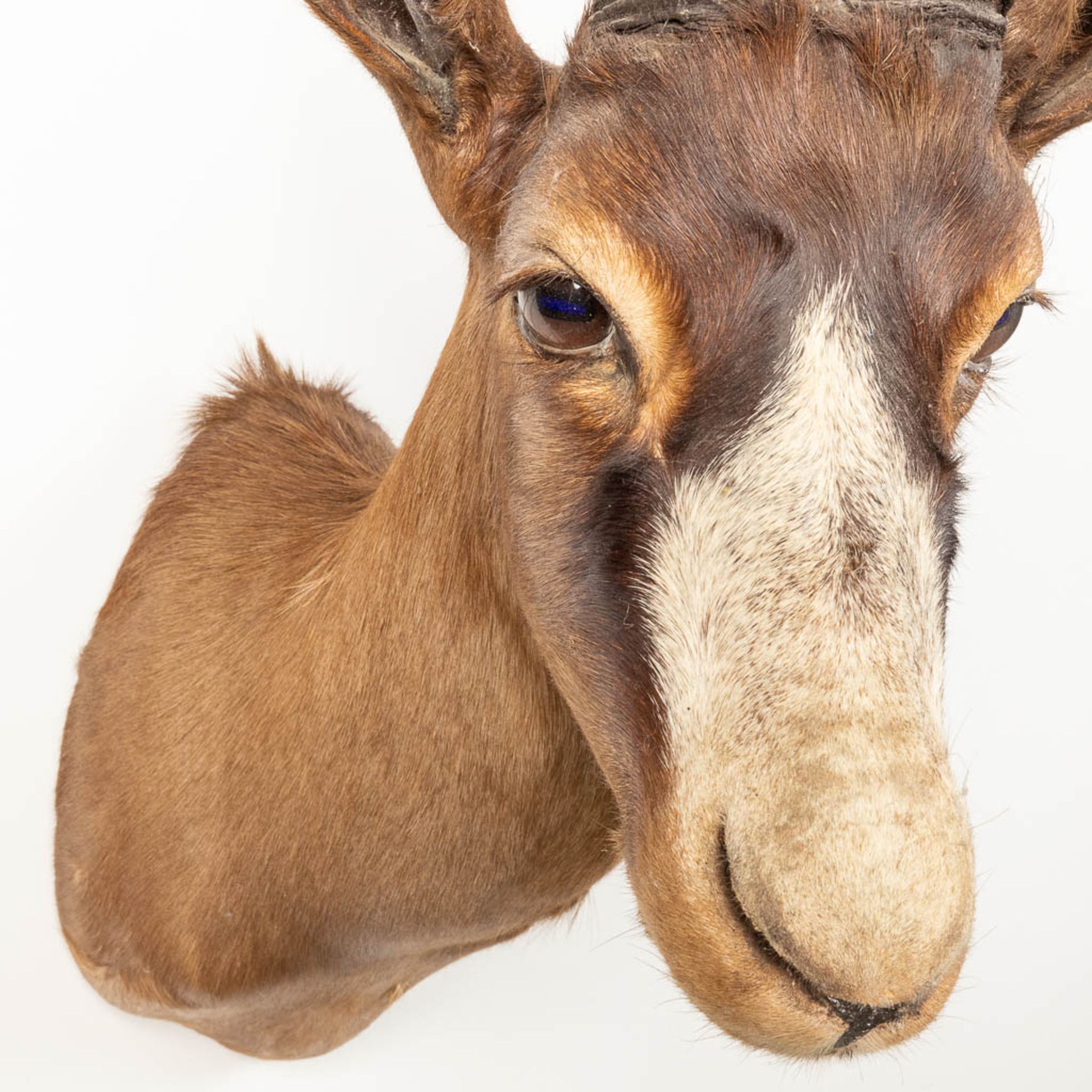 A collection of 3 taxidermies stuffed Blesbok and 2 Springbok, Antilope. - Image 20 of 20