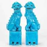 A pair of Foo dogs made of Chinese porcelain with a blue glaze.