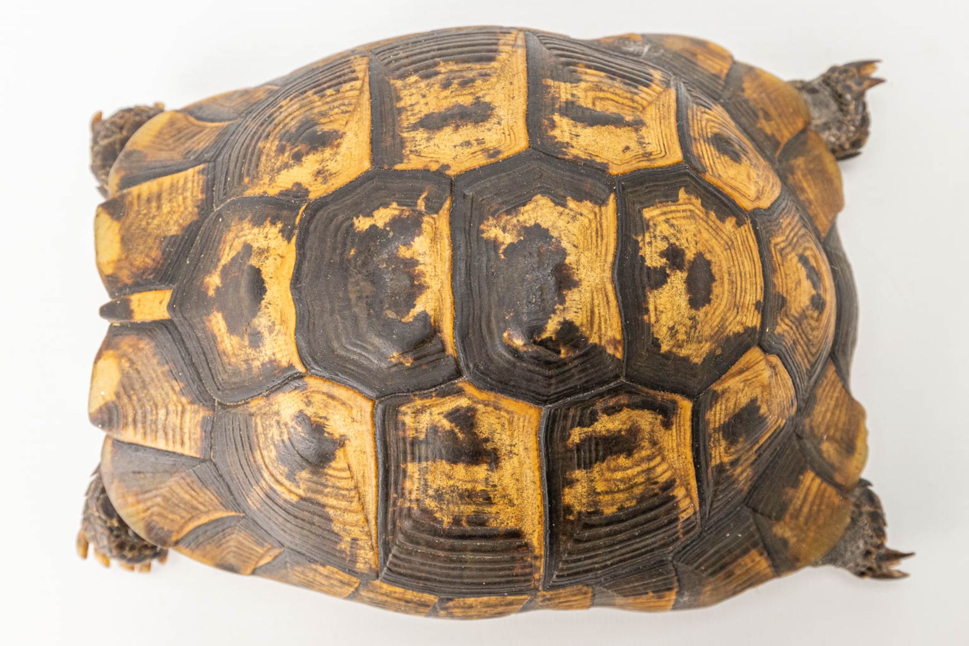A vintage dried tortoise. - Image 8 of 11