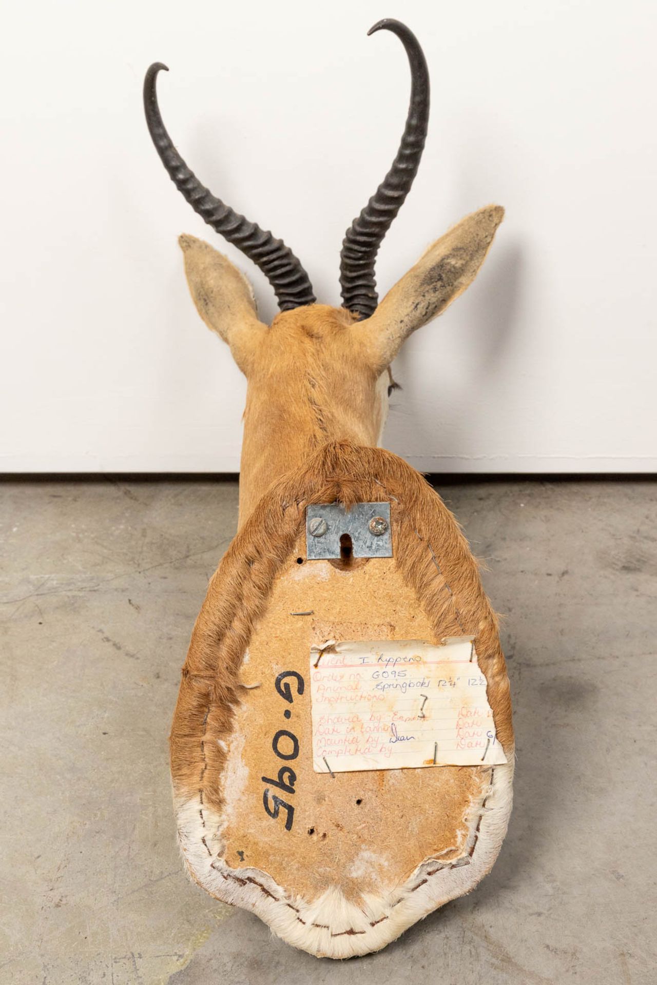 A collection of 3 taxidermies stuffed Blesbok and 2 Springbok, Antilope. - Image 16 of 20