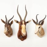 A collection of 3 taxidermies stuffed Blesbok and 2 Springbok, Antilope.