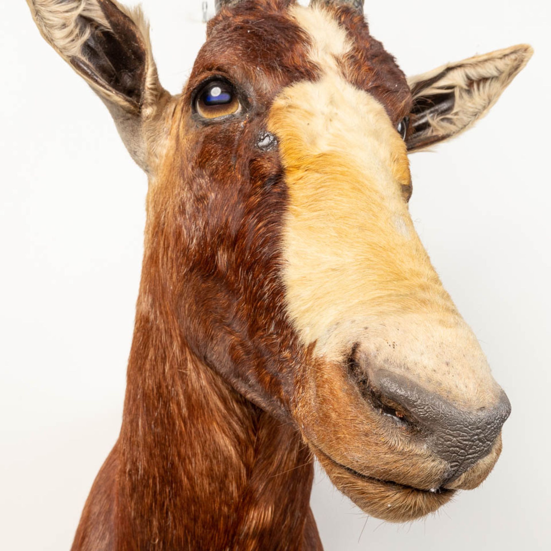 A collection of 3 taxidermies stuffed Blesbok and 2 Springbok, Antilope. - Image 17 of 20