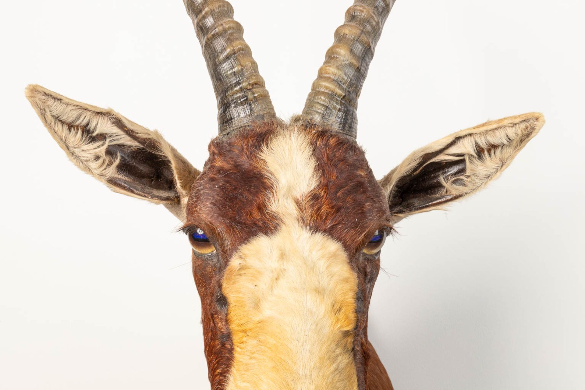 A collection of 3 taxidermies stuffed Blesbok and 2 Springbok, Antilope. - Image 13 of 20