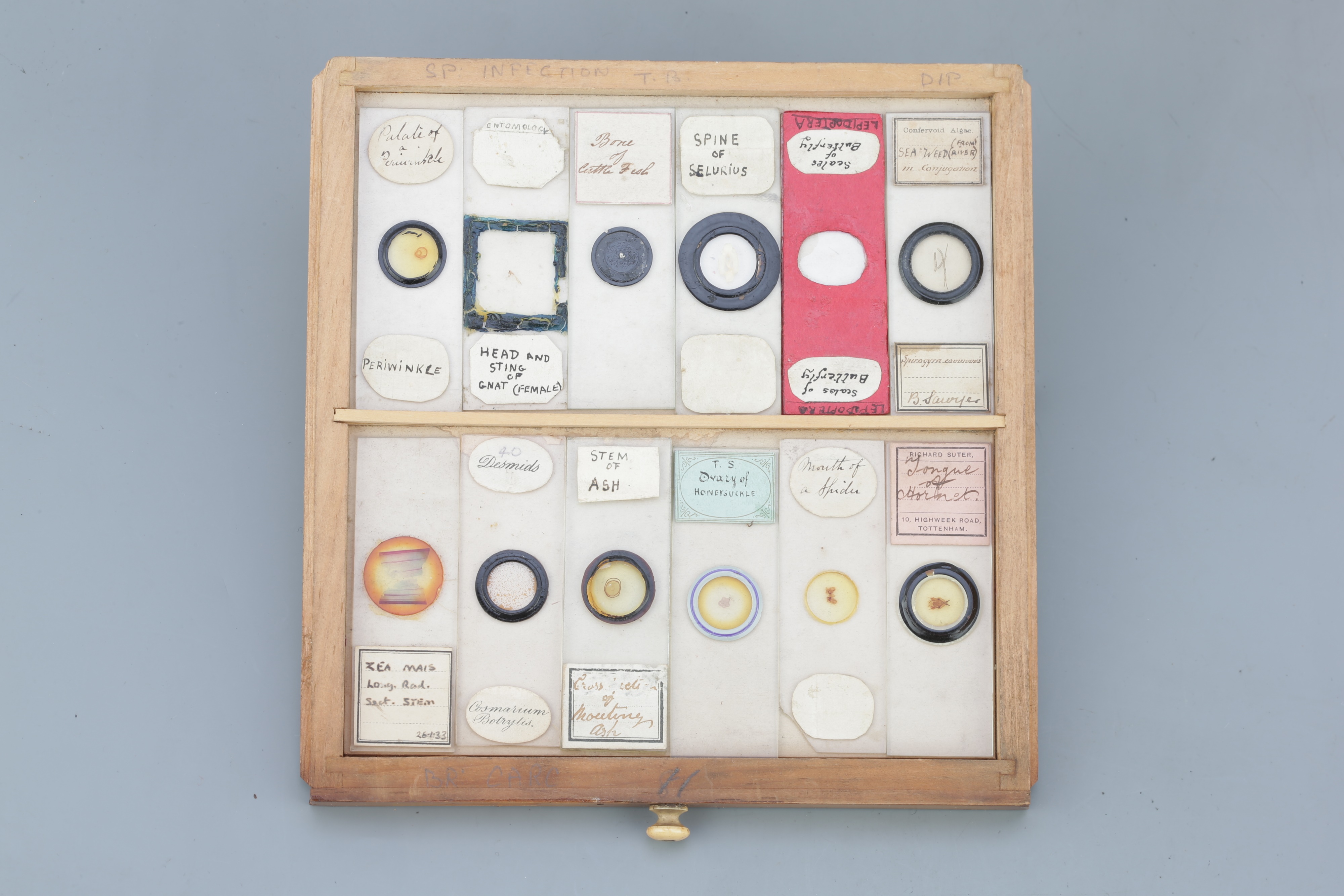 Small Cabinet of Microscope Slides, - Image 13 of 13