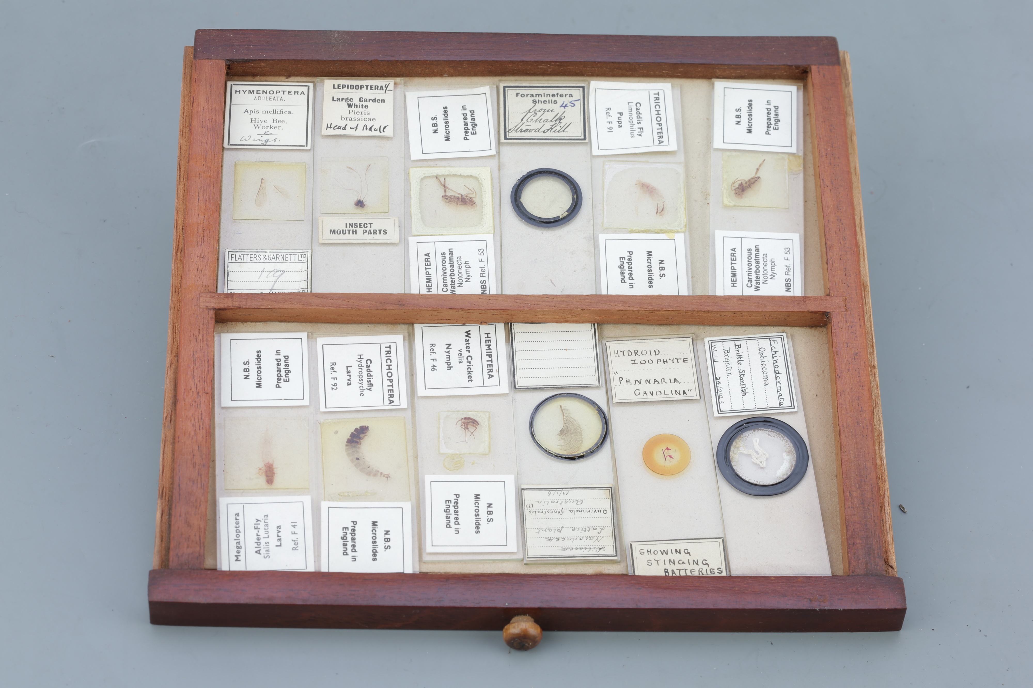 Microscope SlideCabinet & Slide Collection, - Image 2 of 15