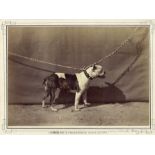 LEON CREMIERE (1831-1913) Photograph of a French Bull Dog,