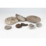 Collection of Ammonites, From the Tomkeieff Collection,