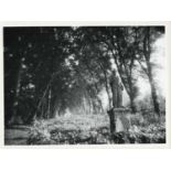 EUGENE ATGET (1857â€“1927), Parc de Sceaux,