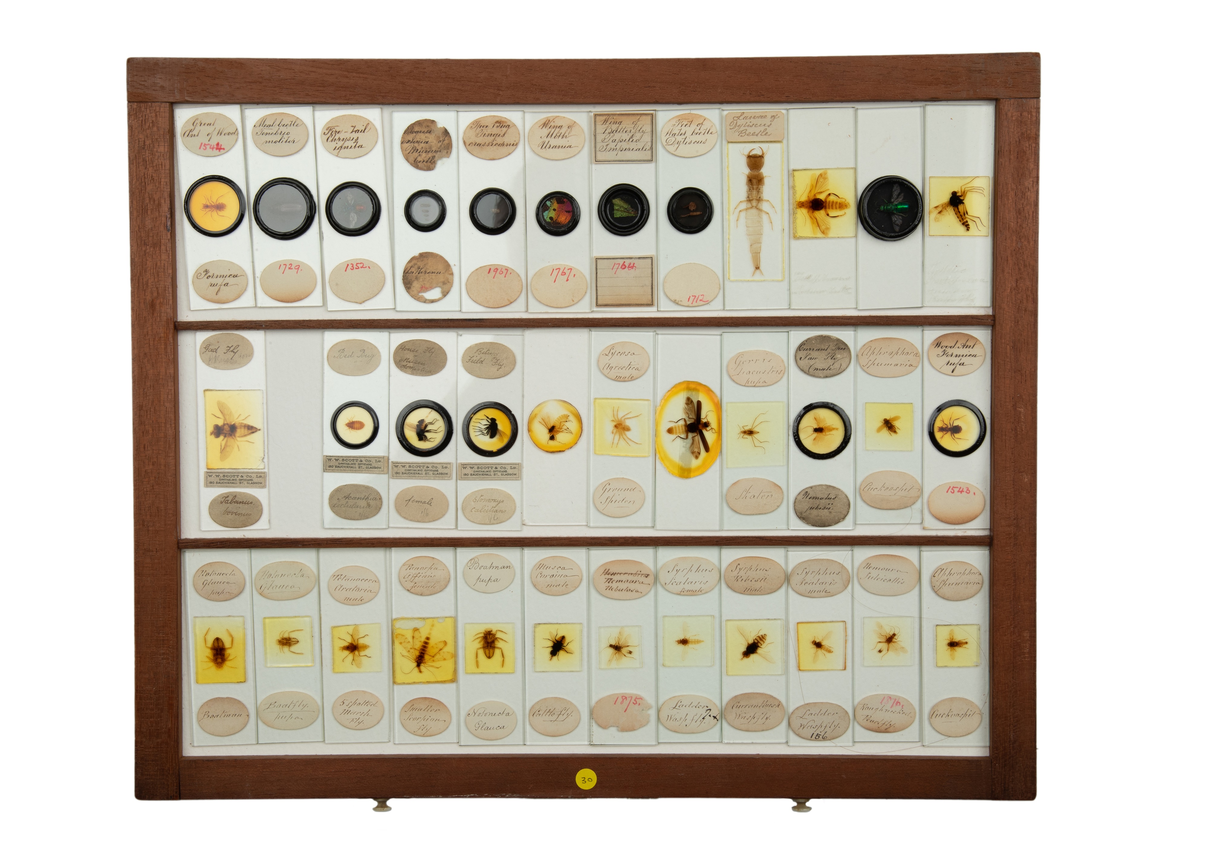 An Exceptional Single Owner Collection Of Victorian & Later Microscope Slides - Image 37 of 92