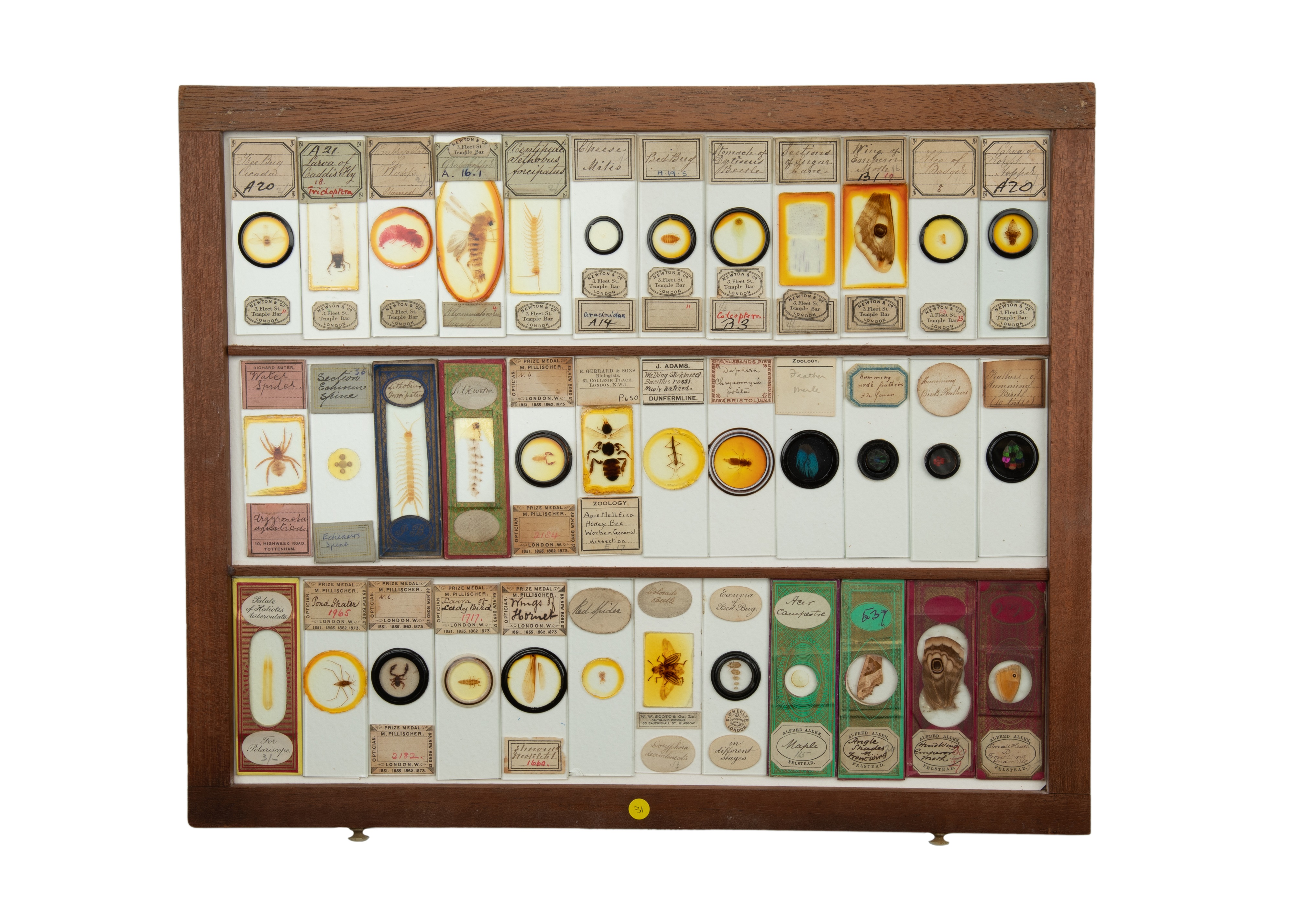 An Exceptional Single Owner Collection Of Victorian & Later Microscope Slides - Image 32 of 92