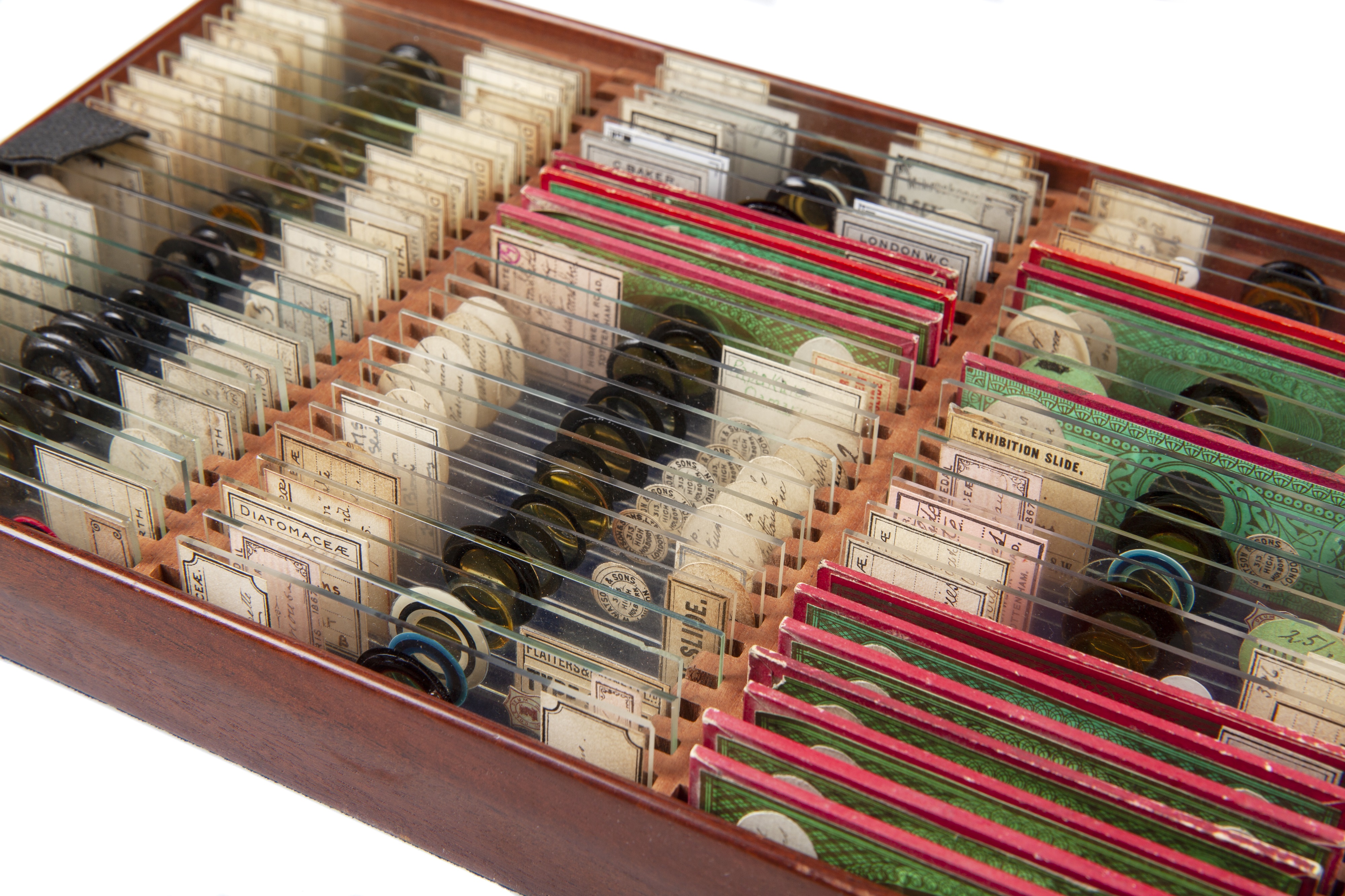 An Impressive Collection of Arranged Diatom & Foraminifera Microscope Slides, - Image 19 of 19