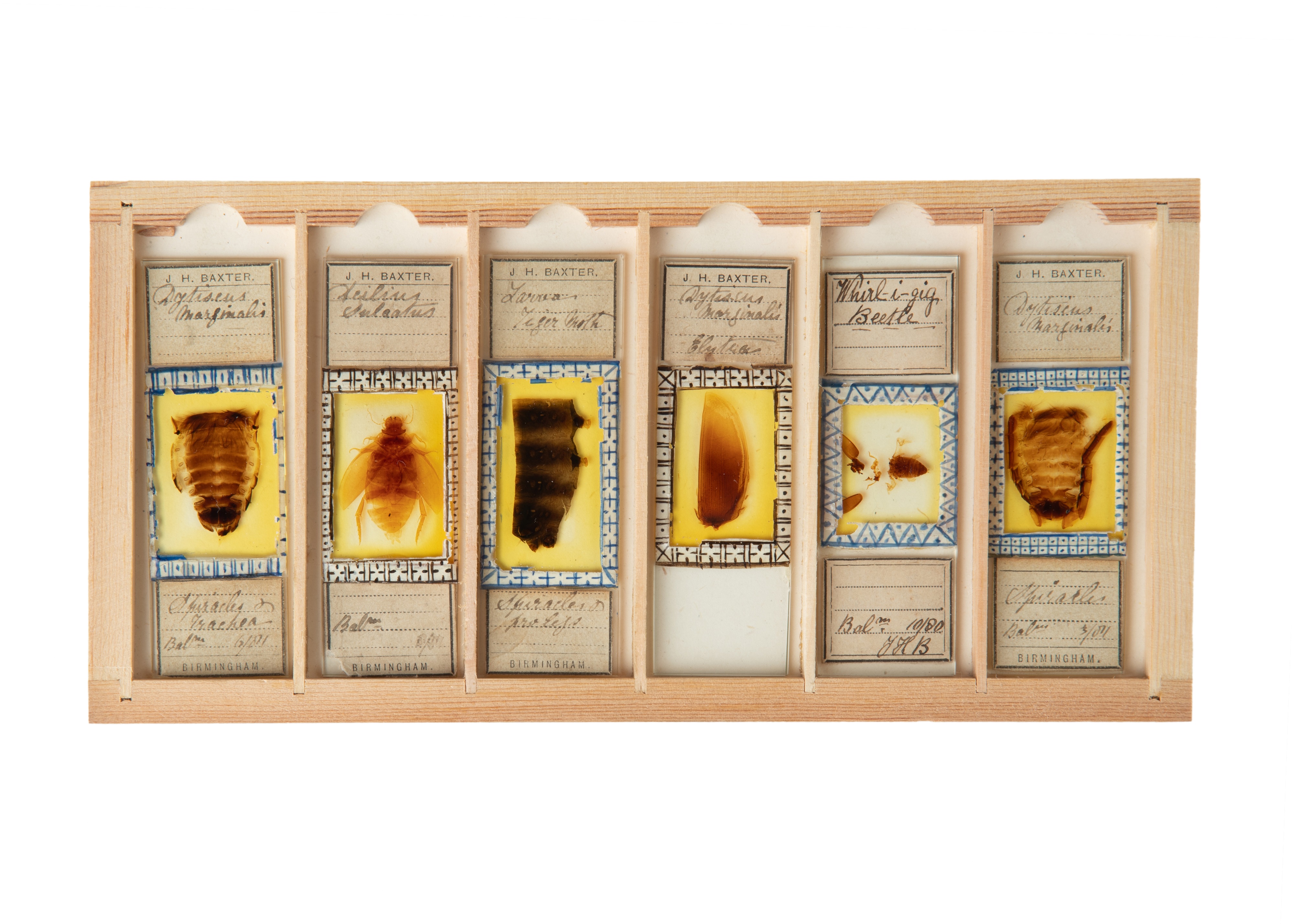 A Fine Set of Delicately Mounted Microscope Slides By James Neville,